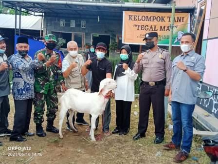 ternak kambing bojonegoro